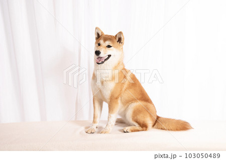 微笑む柴犬の詩くん 微笑む柴犬の詩くん 103050489