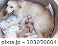 Mama dog golden retriever feeding a newborn puppy milk in a cement tube 103050604