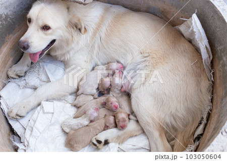 Mama dog golden retriever feeding a newborn puppy milk in a cement tube 103050604