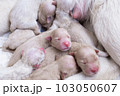 Newborn golden retriever puppy detail closeup pet 103050607