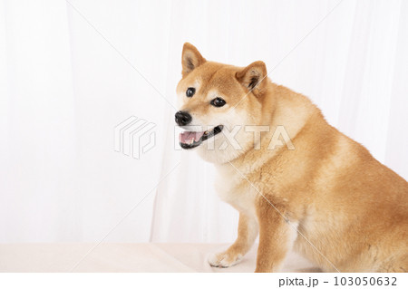 微笑む柴犬の凜ちゃん 103050632