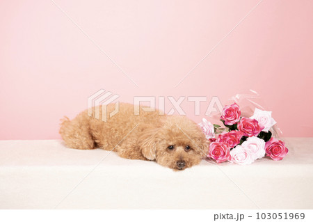 ピンクバックで伏せたトイプードルのロッキーと薔薇の花束 103051969