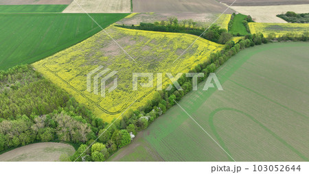 Field vole common Microtus arvalis oilseed disaster extremely attacked rape Brassica napus drone aerial plant infested short-tailed pest rodent grey-brown overpopulation yield damage Europe 103052644
