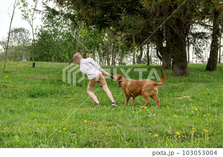 A boy takes a stick from a large red dog. Active holiday with your pet 103053004