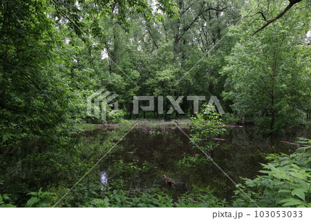 Lake in the summer forest, beautiful landscape Lake in the summer forest, beautiful landscape 103053033