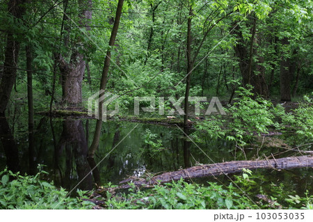 Lake in the summer forest, beautiful landscape Lake in the summer forest, beautiful landscape 103053035