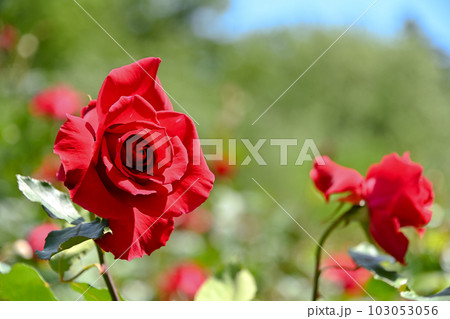 真っ赤な薔薇 真っ赤な薔薇 103053056