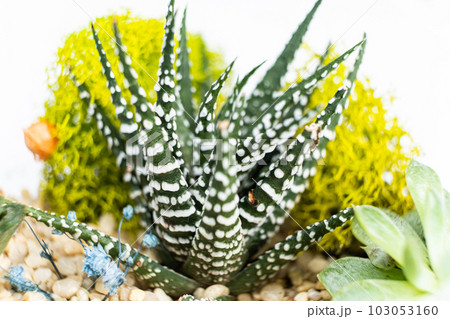 Haworthia and other succulents close-up macro on a white background Haworthia and other succulents close-up macro on a white background 103053160