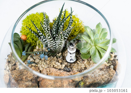 Florarium in a glass vase with haworthia, pachyphytum and other succulents. 103053161