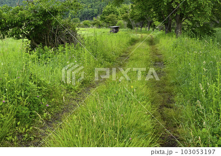 あぜ道 あぜ道 103053197