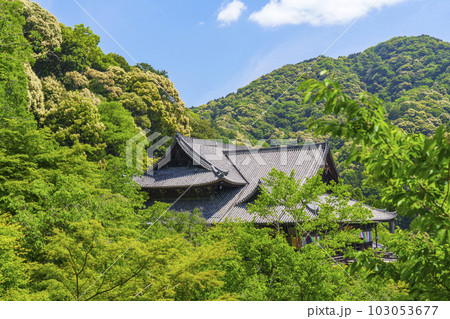 長谷寺　蓮華谷から本堂を望む　新緑の季節（奈良県桜井市初瀬） 103053677