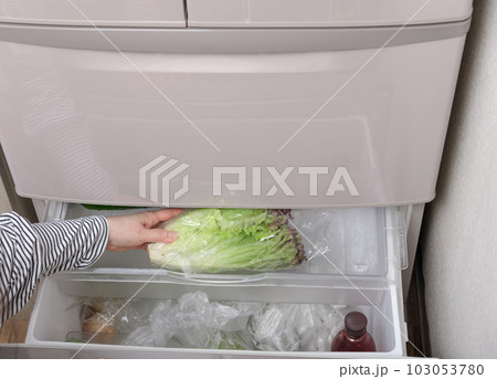 【野菜室からサニーレタスを出す主婦】 【野菜室からサニーレタスを出す主婦】 103053780