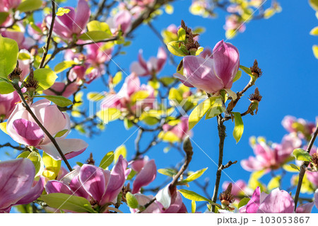 Large buds of blooming magnolia against the blue sky. 103053867