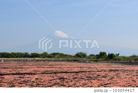 青空と富士山と桜海老　静岡 103054417