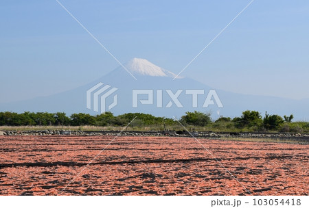 青空と富士山と桜海老　静岡 103054418