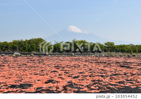 青空と富士山と桜海老 静岡 青空と富士山と桜海老 静岡 103054452