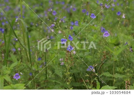 Veronica chamaedrys flowers in the spring forest, blue flowers in the woods Veronica chamaedrys flowers in the spring forest, blue flowers in the woods 103054684