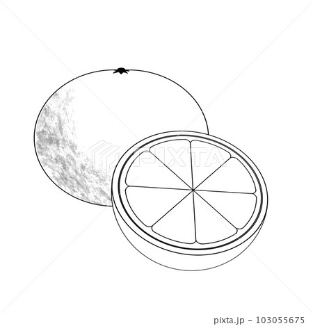 Cut out drawing of a sliced orange 103055675