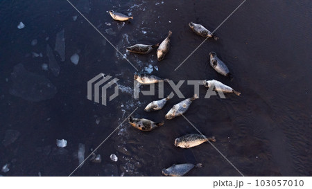 Fur Seals in Natural Environment. Pure Icelandic Nature. Ocean Coast with Floating Ice at Sunset. Wildlife in Iceland. Sea Lions Aerial View. Fur Seals in Natural Environment. Pure Icelandic Nature. Ocean Coast with Floating Ice at Sunset. Wildlife in Iceland. Sea Lions Aerial View. 103057010