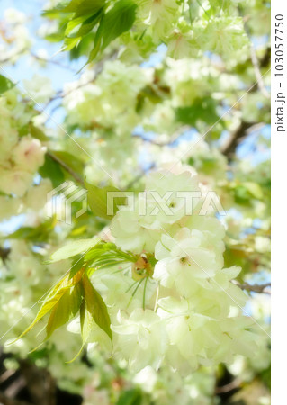 青空に満開に咲き誇る御衣黄桜　～3:2バージョン　～ソフトフォーカス版 103057750