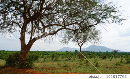 afracan national park savanna on sunrise trip landscape tour afracan national park savanna on sunrise trip landscape tour 103057766