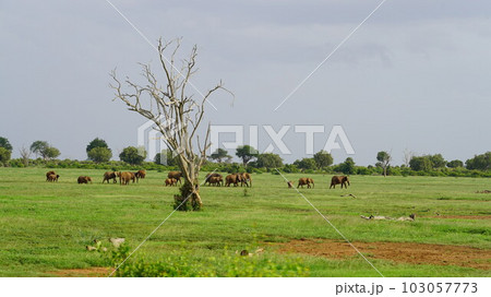 afracan national park savanna on sunrise trip landscape tour afracan national park savanna on sunrise trip landscape tour 103057773