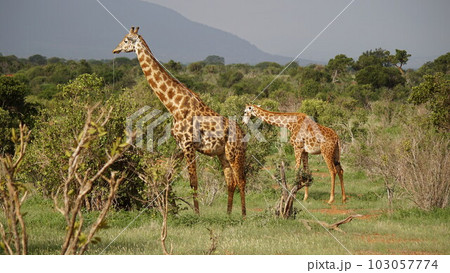 afracan national park savanna on sunrise trip landscape tour, giraffe afracan national park savanna on sunrise trip landscape tour, giraffe 103057774