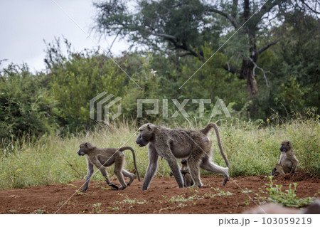 Chacma baboon in Kruger National park, South Africa Chacma baboon in Kruger National park, South Africa 103059219
