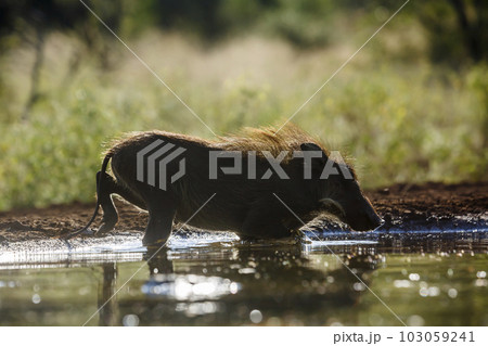 Common warthog in Kruger National park, South Africa 103059241