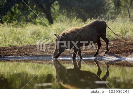 Common warthog in Kruger National park, South Africa 103059242