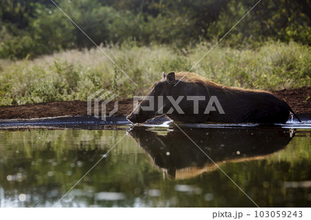 Common warthog in Kruger National park, South Africa 103059243