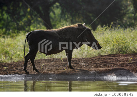 Common warthog in Kruger National park, South Africa 103059245