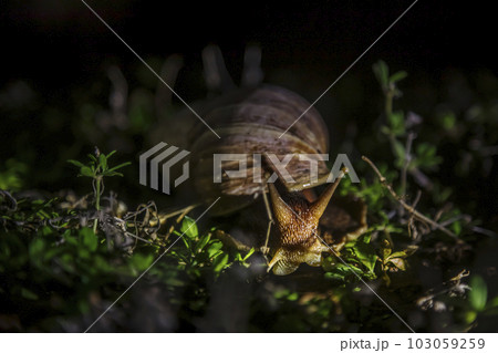 Giant African land snail in Kruger National park, South Africa 103059259