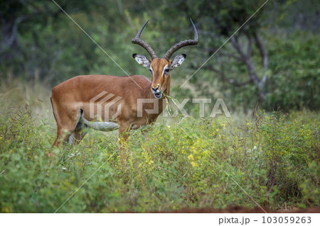 Common Impala in Kruger National park, South Africa 103059263
