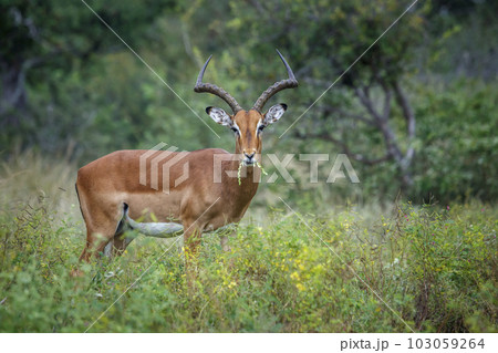 Common Impala in Kruger National park, South Africa Common Impala in Kruger National park, South Africa 103059264