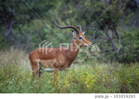 Common Impala in Kruger National park, South Africa Common Impala in Kruger National park, South Africa 103059265