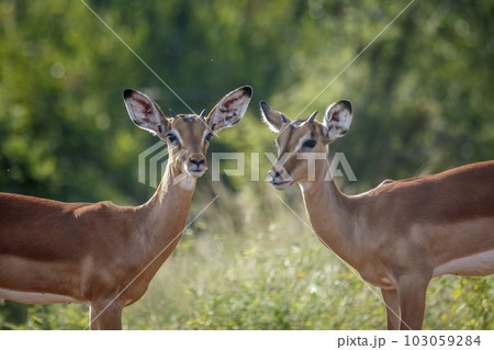 Common Impala in Kruger National park, South Africa 103059284
