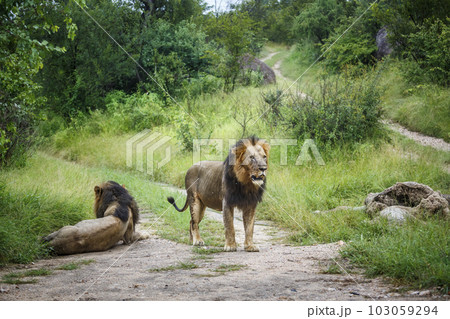 African lion in Kruger National park, South Africa 103059294
