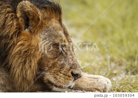 African lion in Kruger National park, South Africa 103059304