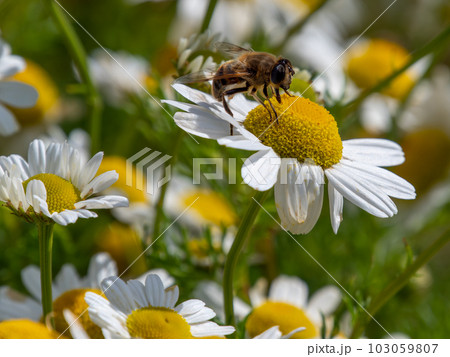 One bee collects pollen from a white chamomile flower on a summer day. Honeybee perched on white daisy flower, close-up. One bee collects pollen from a white chamomile flower on a summer day. Honeybee perched on white daisy flower, close-up. 103059807