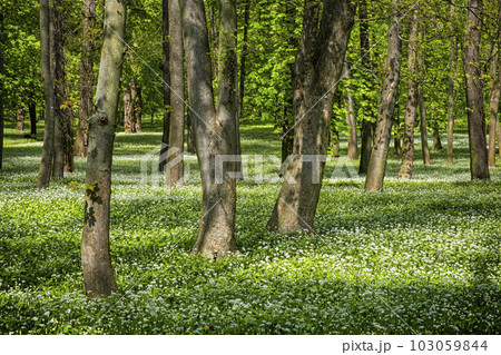 Manor park in Dolna Krupa, Slovakia 103059844