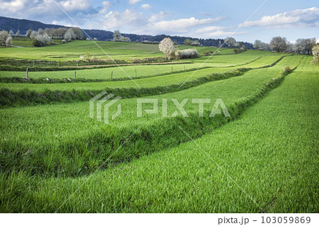 Historic agrarian landscape, Hrinovske lazy, Slovakia 103059869