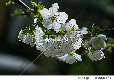 applw blossom 103060474