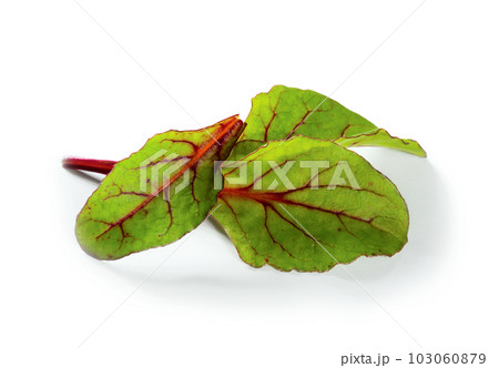 Mangold leaves isolated on white background 103060879