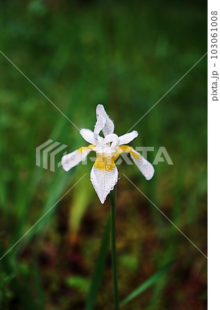 Iris Iris 103061008