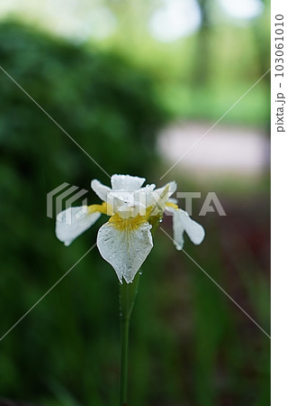 Iris Iris 103061010