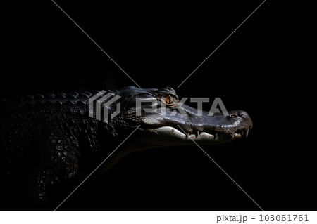 Close up view crocodile. Wild animal isolated on a black background. Neural network AI generated art Close up view crocodile. Wild animal isolated on a black background. Neural network AI generated art 103061761
