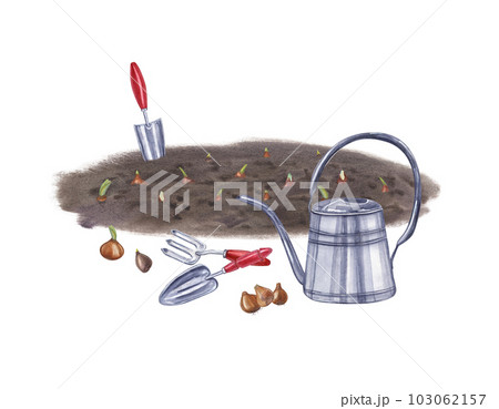 Planting flower bulbs in the ground and caring for them. Watering can, soil, hand trowel, small fork, bulb of tulips, daffodils. Watercolor illustration for the design of booklet, flyer, label 103062157