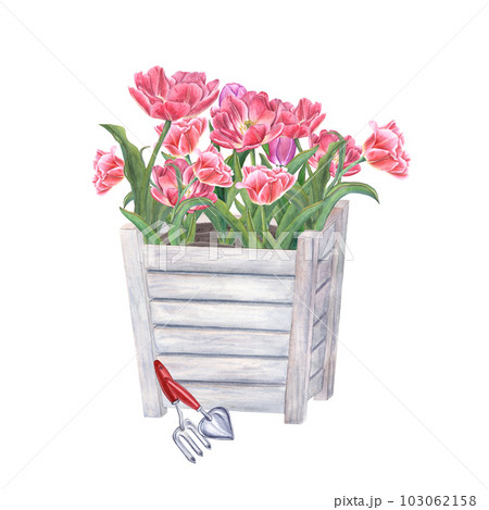 Pink double tulips in wooden flower pots and garden tools isolated on white background. Watercolor illustration of spring flowers, hand trowel, small fork for urban gardening Pink double tulips in wooden flower pots and garden tools isolated on white background. Watercolor illustration of spring flowers, hand trowel, small fork for urban gardening 103062158