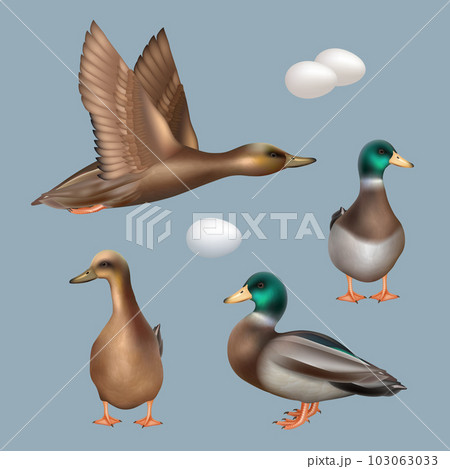 Ducks. Wild birds flying ducks decent vector realistic template Ducks. Wild birds flying ducks decent vector realistic template 103063033